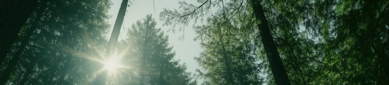 Sunlight through a tall Louisiana forest